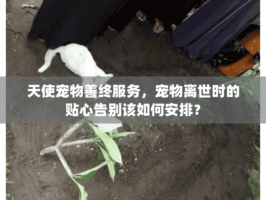 天使宠物善终服务，宠物离世时的贴心告别该如何安排？