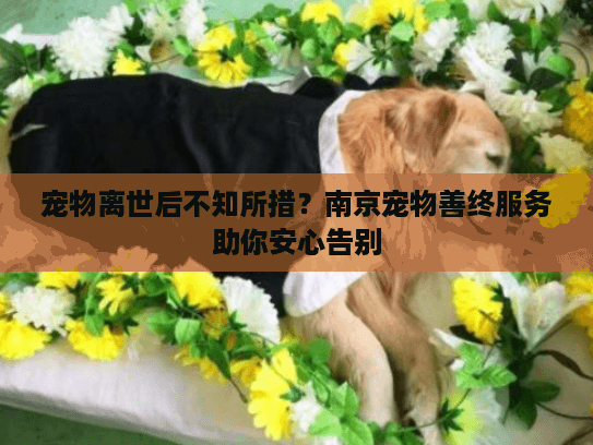 宠物离世后不知所措？南京宠物善终服务助你安心告别