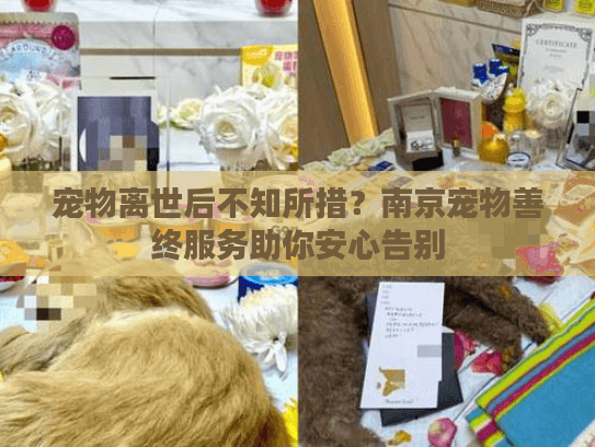 宠物离世后不知所措？南京宠物善终服务助你安心告别