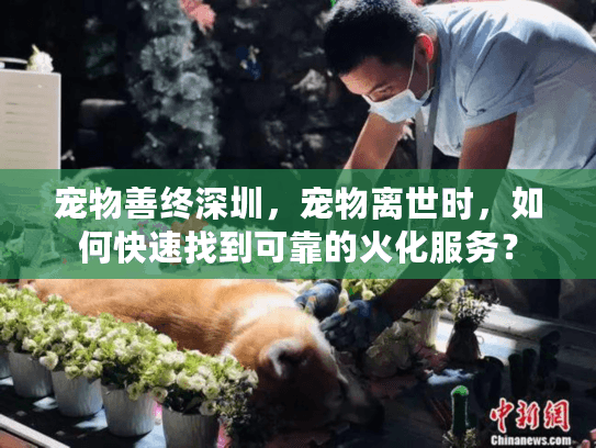 宠物善终深圳，宠物离世时，如何快速找到可靠的火化服务？