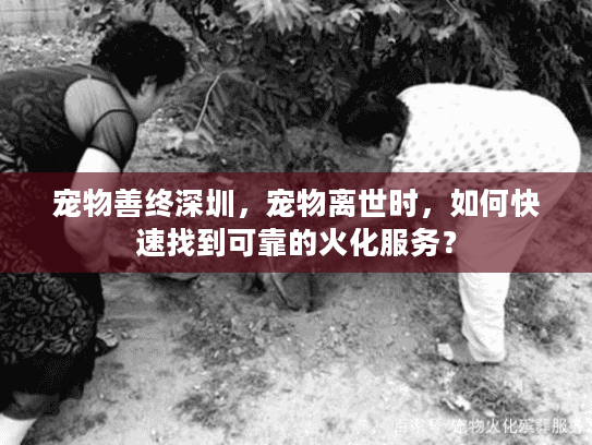 宠物善终深圳，宠物离世时，如何快速找到可靠的火化服务？