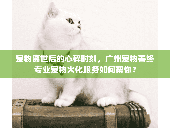 宠物离世后的心碎时刻，广州宠物善终专业宠物火化服务如何帮你？