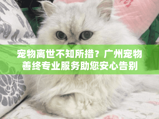 宠物离世不知所措？广州宠物善终专业服务助您安心告别