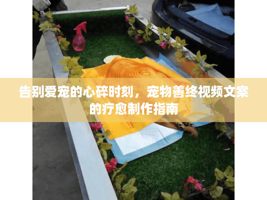 告别爱宠的心碎时刻，宠物善终视频文案的疗愈制作指南