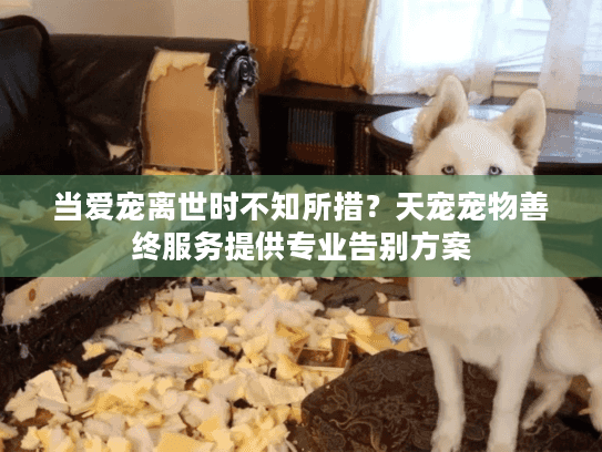 当爱宠离世时不知所措？天宠宠物善终服务提供专业告别方案