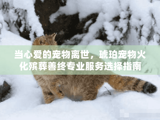 当心爱的宠物离世，琥珀宠物火化殡葬善终专业服务选择指南