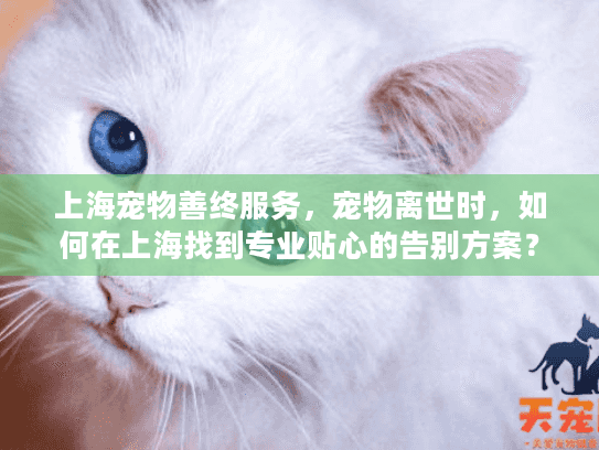 上海宠物善终服务，宠物离世时，如何在上海找到专业贴心的告别方案？