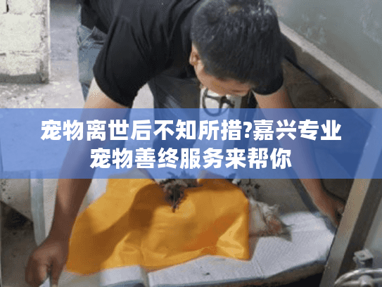 宠物离世后不知所措?嘉兴专业宠物善终服务来帮你