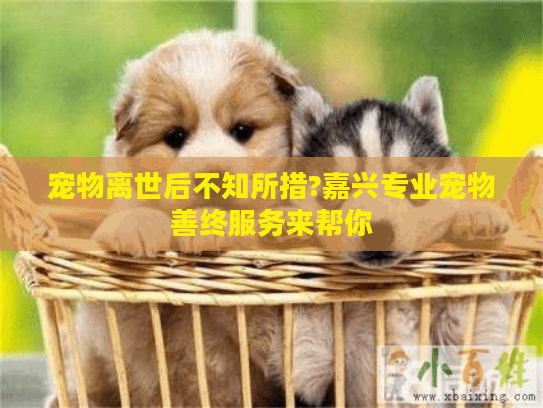 宠物离世后不知所措?嘉兴专业宠物善终服务来帮你