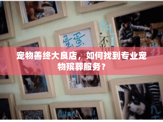 宠物善终大良店，如何找到专业宠物殡葬服务？