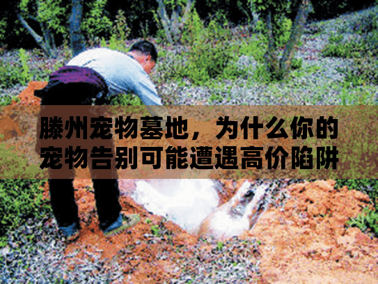 滕州宠物墓地，为什么你的宠物告别可能遭遇高价陷阱，如何聪明选择？