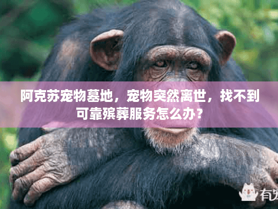 阿克苏宠物墓地，宠物突然离世，找不到可靠殡葬服务怎么办？