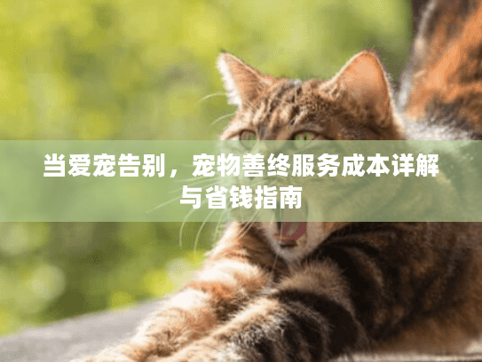 当爱宠告别，宠物善终服务成本详解与省钱指南