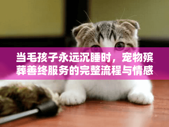 当毛孩子永远沉睡时，宠物殡葬善终服务的完整流程与情感抚慰指南