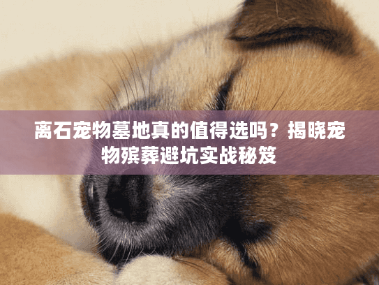 离石宠物墓地真的值得选吗？揭晓宠物殡葬避坑实战秘笈