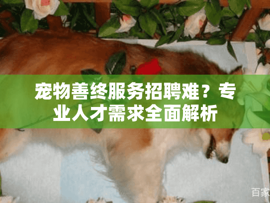 宠物善终服务招聘难？专业人才需求全面解析