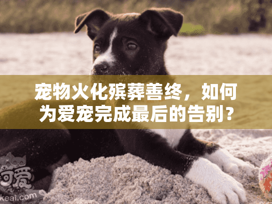宠物火化殡葬善终，如何为爱宠完成最后的告别？