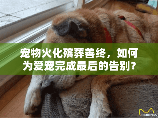 宠物火化殡葬善终，如何为爱宠完成最后的告别？
