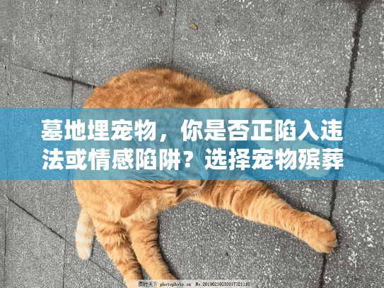 墓地埋宠物，你是否正陷入违法或情感陷阱？选择宠物殡葬服务的实战避坑手册