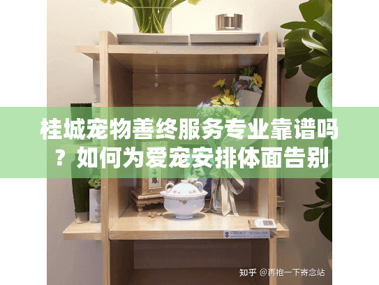 桂城宠物善终服务专业靠谱吗？如何为爱宠安排体面告别