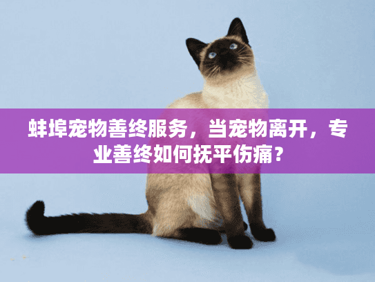 蚌埠宠物善终服务，当宠物离开，专业善终如何抚平伤痛？