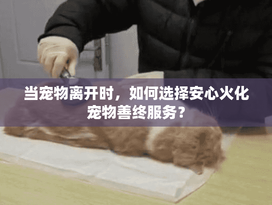 当宠物离开时，如何选择安心火化宠物善终服务？