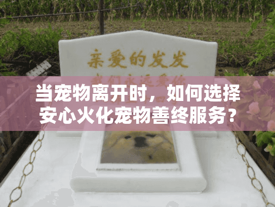 当宠物离开时，如何选择安心火化宠物善终服务？