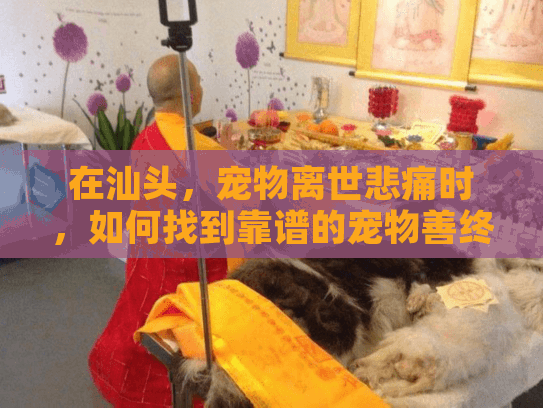 在汕头，宠物离世悲痛时，如何找到靠谱的宠物善终服务？
