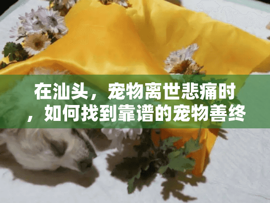 在汕头，宠物离世悲痛时，如何找到靠谱的宠物善终服务？