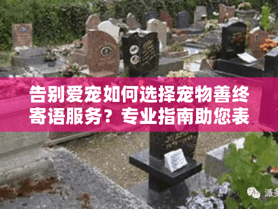告别爱宠如何选择宠物善终寄语服务？专业指南助您表达最后的爱