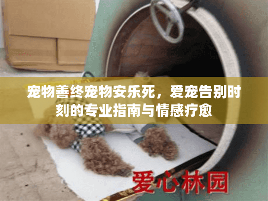 宠物善终宠物安乐死，爱宠告别时刻的专业指南与情感疗愈