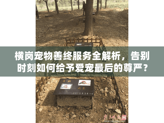 横岗宠物善终服务全解析，告别时刻如何给予爱宠最后的尊严？
