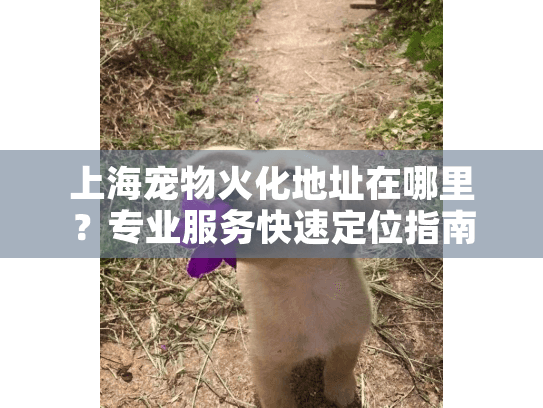 上海宠物火化地址在哪里？专业服务快速定位指南