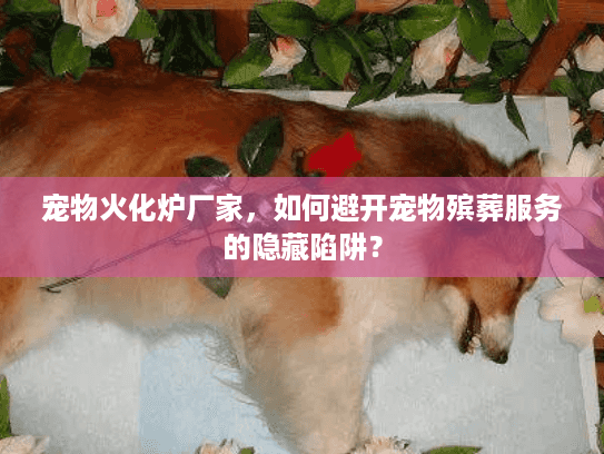 宠物火化炉厂家，如何避开宠物殡葬服务的隐藏陷阱？