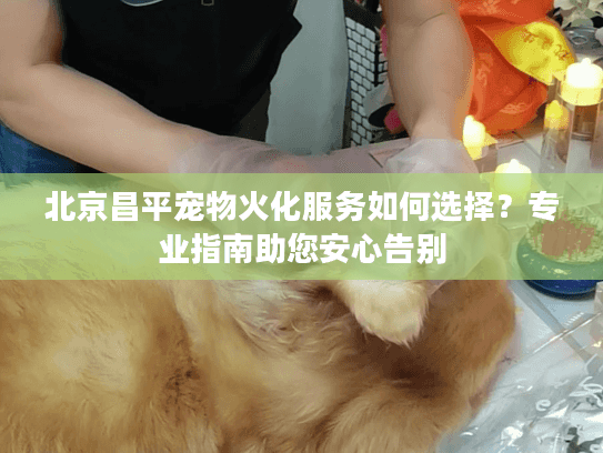 北京昌平宠物火化服务如何选择？专业指南助您安心告别