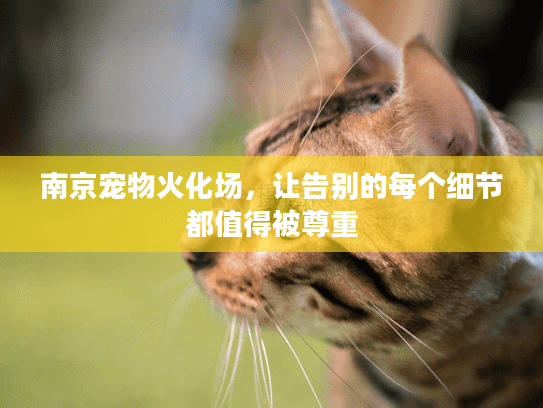南京宠物火化场，让告别的每个细节都值得被尊重