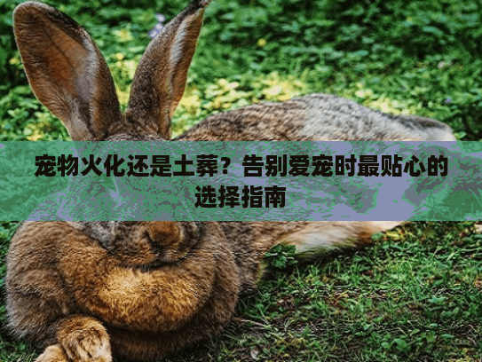 宠物火化还是土葬？告别爱宠时最贴心的选择指南
