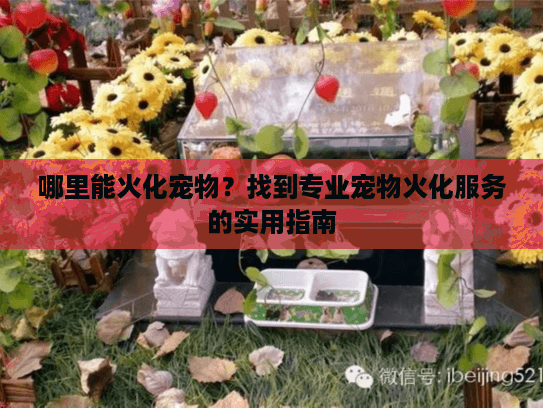 哪里能火化宠物？找到专业宠物火化服务的实用指南