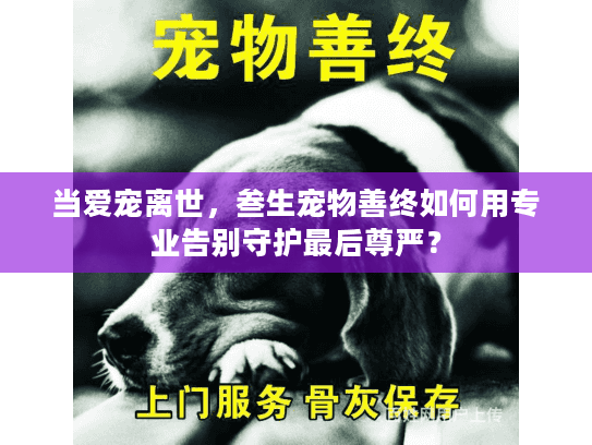 当爱宠离世，叁生宠物善终如何用专业告别守护最后尊严？