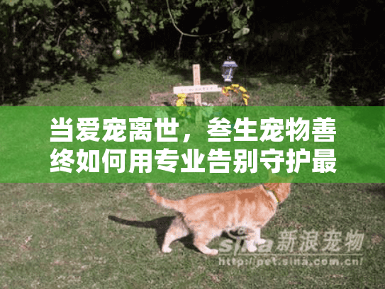 当爱宠离世，叁生宠物善终如何用专业告别守护最后尊严？