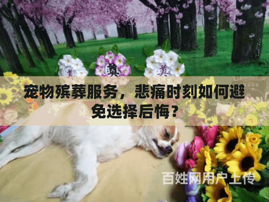 宠物殡葬服务，悲痛时刻如何避免选择后悔？