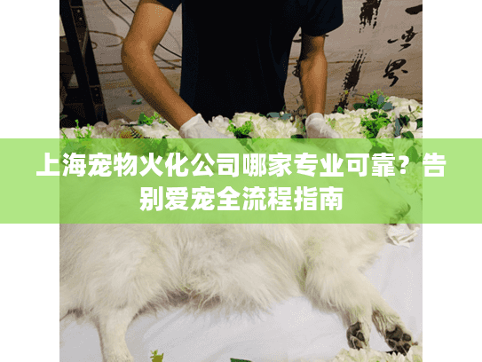 上海宠物火化公司哪家专业可靠？告别爱宠全流程指南