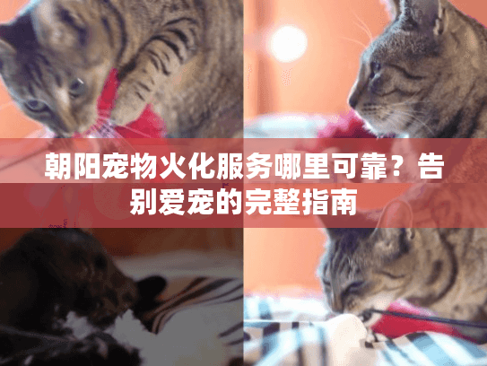 朝阳宠物火化服务哪里可靠？告别爱宠的完整指南