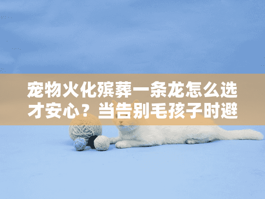 宠物火化殡葬一条龙怎么选才安心？当告别毛孩子时避坑指南