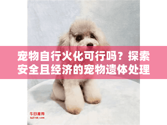 宠物自行火化可行吗？探索安全且经济的宠物遗体处理方式