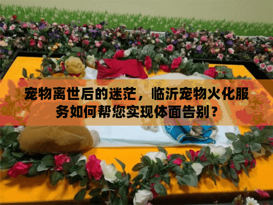 宠物离世后的迷茫，临沂宠物火化服务如何帮您实现体面告别？
