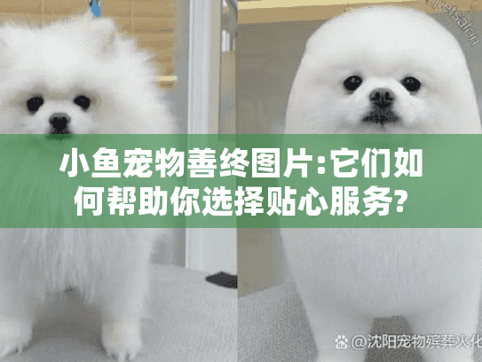 小鱼宠物善终图片:它们如何帮助你选择贴心服务?