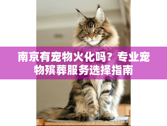 南京有宠物火化吗？专业宠物殡葬服务选择指南
