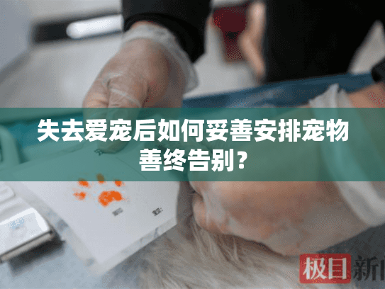 失去爱宠后如何妥善安排宠物善终告别？