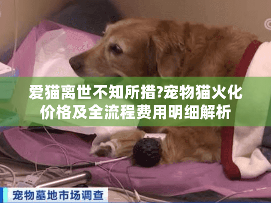 爱猫离世不知所措?宠物猫火化价格及全流程费用明细解析